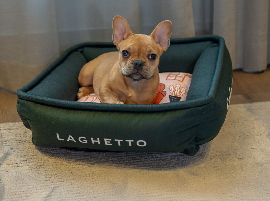Laghetto Hotéis amplia experiência pet friendly com conforto e estrutura especial para os animais de estimação